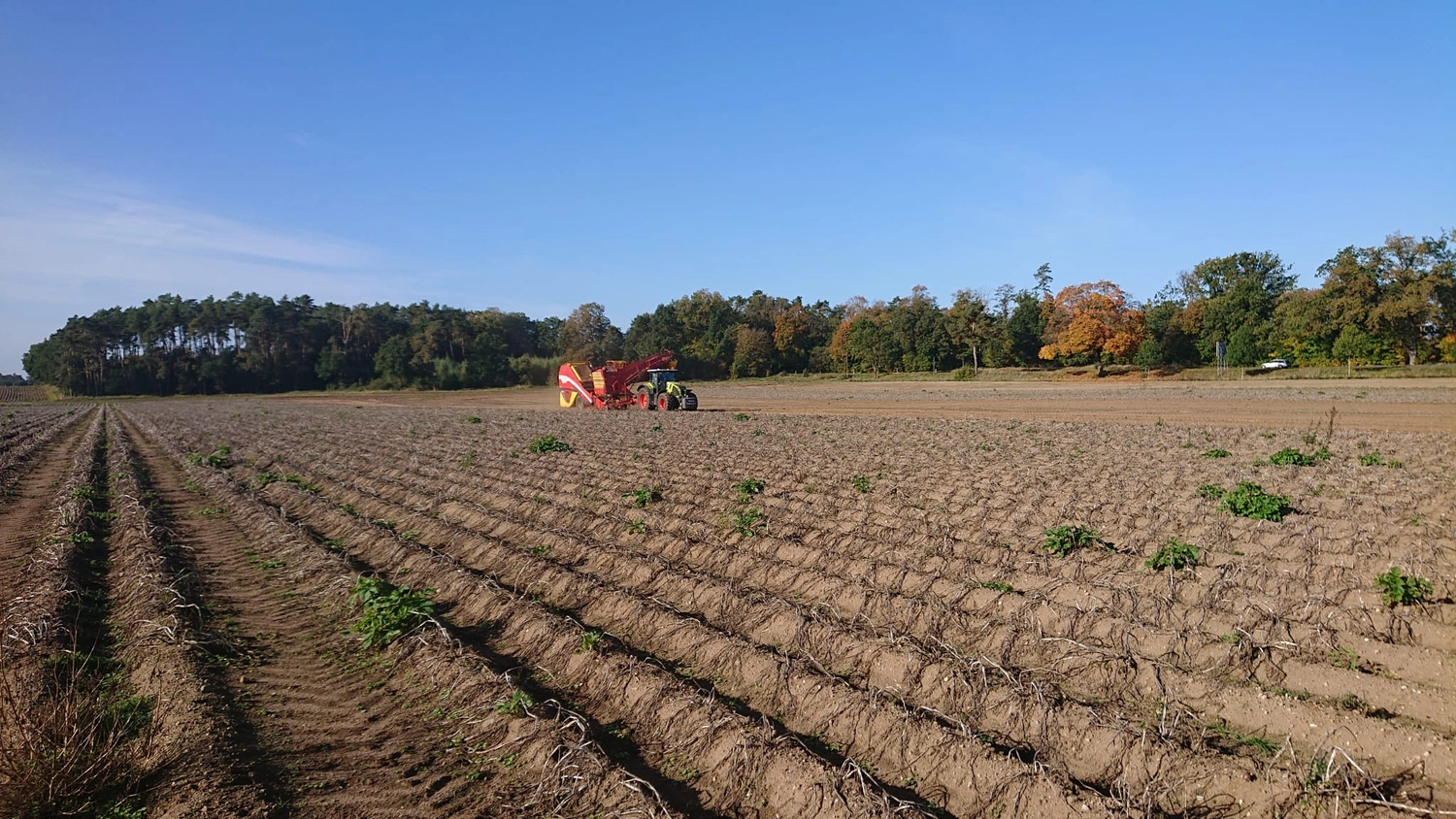 Agrargemeinschaft Holthusen e.G. - Landwirtschaftlicher - Kartoffelroder bei der Arbeit auf einem großen Feld
