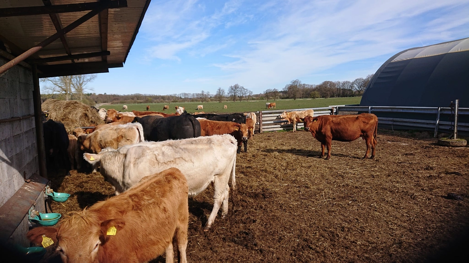 Agrargemeinschaft Holthusen e.G. - Landwirtschaftlicher - Kühe