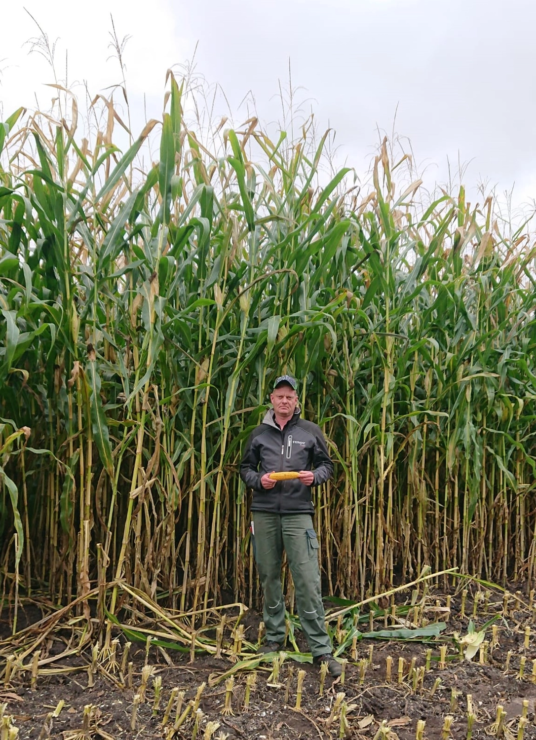 Agrargemeinschaft Holthusen e.G. - Landwirtschaftlicher - Ein Bauer hält einen Maiskolben vor einem hohen Feld.